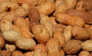 땅콩 수확시기 심는시기 심는 방법