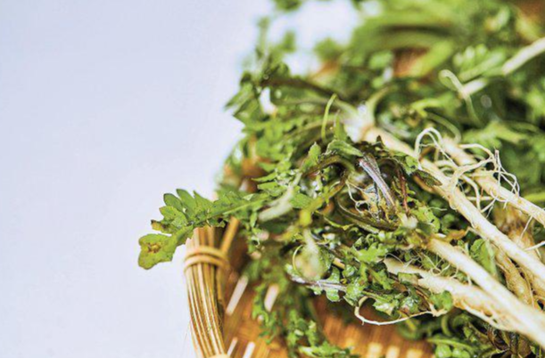 냉이 효능 및 부작용