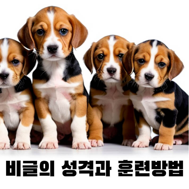 비결의 성격과 훈련방법