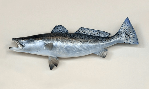 은빛 배를 가진 커다란 송오 한마리의 옆모습으로 입을 벌리고 있다.