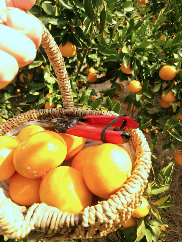 감귤-따기-체험5