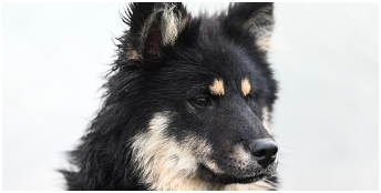 동물등록번호 확인