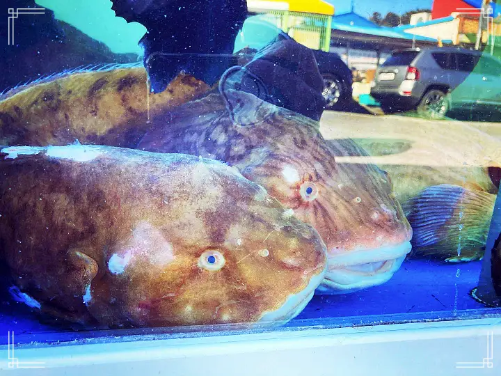 백반기행 60년 노포 문희경 편 곰치국 문어볶음 장치조림 울진 맛집 소개