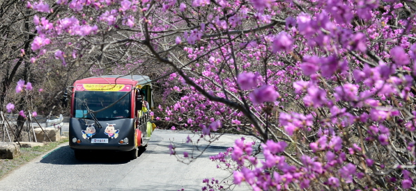 비슬산 참꽃문화제1