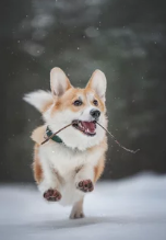 웰시코기 사진/출처:어도비스톡