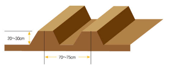 고구마 밭 만들기