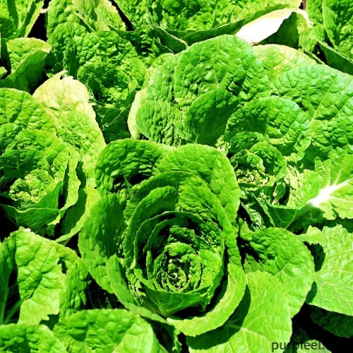 괴산절임배추20kg