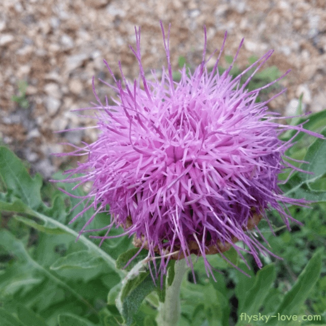 엉겅퀴 고르는 법
