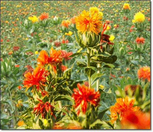 홍화 꽃차 복용법과 주의사항