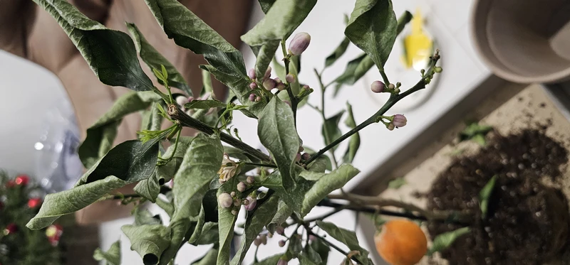 잎이말라가는 오렌지나무