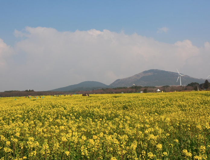 2025 구리 유채꽃축제
