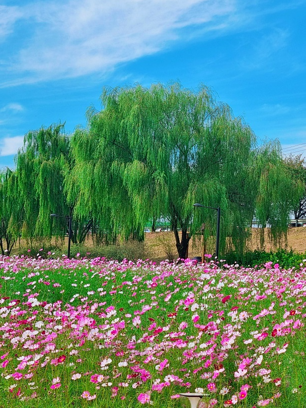 서울 근교 가을꽃 만발한&amp;#44; 경기도 고양시 강매석교공원 창릉천 코스모스축제