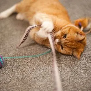 운동 부족 고양이를 위한 장난감