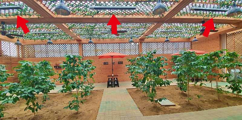 비닐하우스 형태의 대형카페, 햇살처럼 난방기로 커피나무를 재배중이다