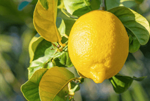 레몬 효능11
