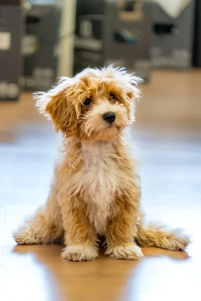 반려동물과 함께 하는 여행 꿀팁