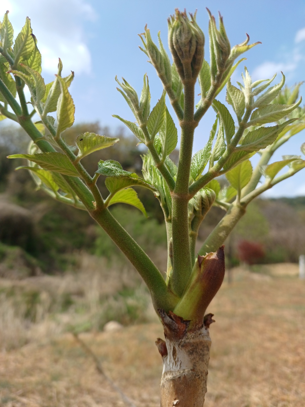 참두릅과 여름두릅 가격 알아보기