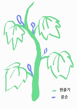오이 순치기