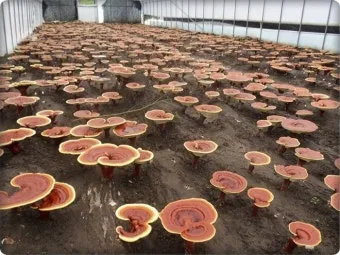 영지버섯 재배 배양 관리 온도 유지 건조 보관_29