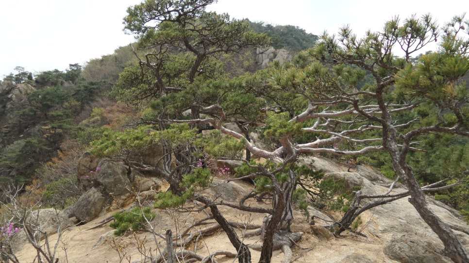 100대 명산 등산하기 스물아홉번째 경주 남산 1000년 유적의 고향 신라의 땅 우리나라에서 2번째 국립공원으로 지정된 경주 남산