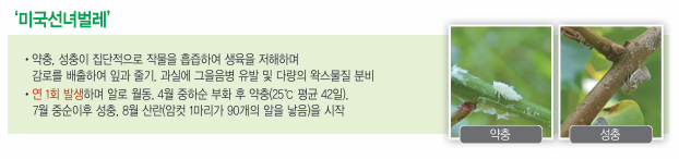 농약 살충제 빅카드 효과, 사용 방법, 가격 정보 알아보기(진딧물, 뿌리파리, 갈색날개매미충, 꽃매미, 미국선녀벌레 제거제)
