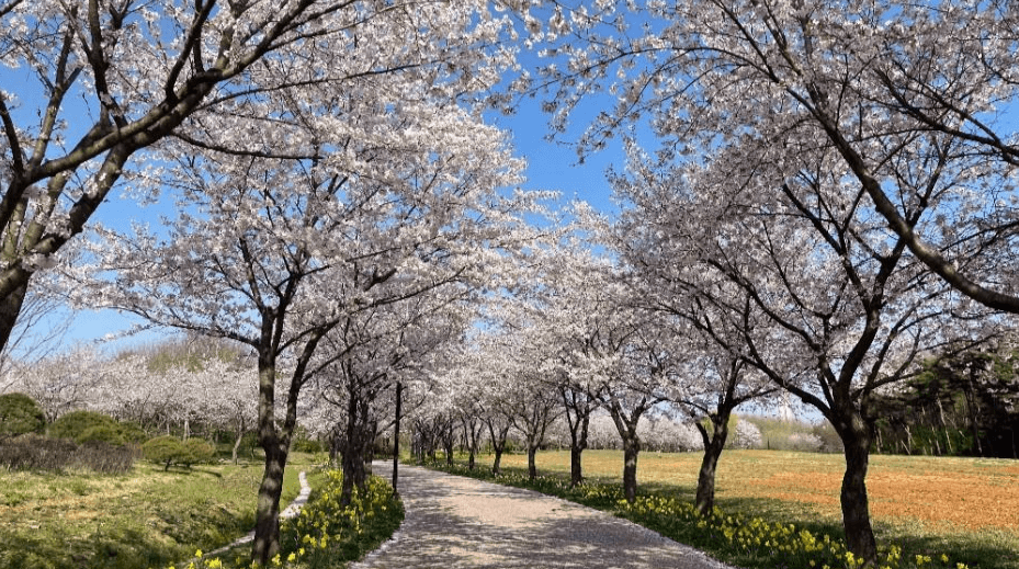 드림파크벚꽃축제