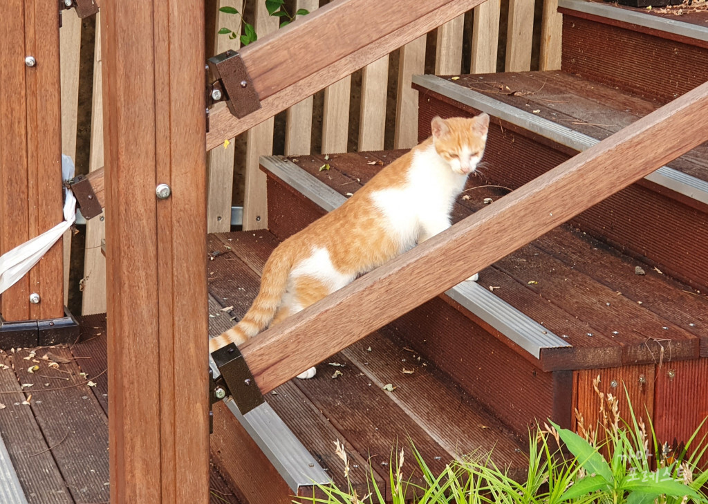 독산성 고양이