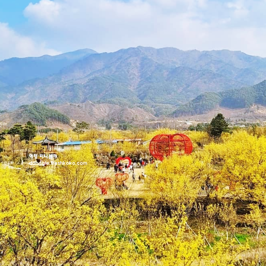 구례 산수유축제