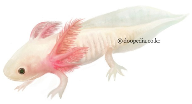 아홀로틀-(우파루파)