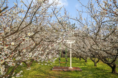 전국 매화 명소 추천 BEST 5, 광양·통도사·화엄사·휴애리 개화 시기·여행 코스 추천