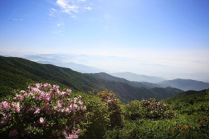 산청 황매산 철쭉축제