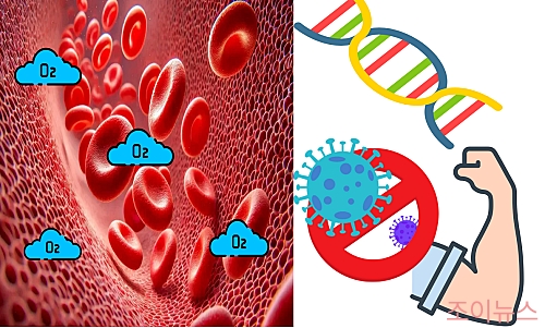철분의 효능: 산소 운반 및 에너지 생성, DNA 결합