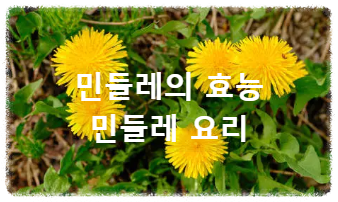 민들레 민들레의 효능 민들레 요리