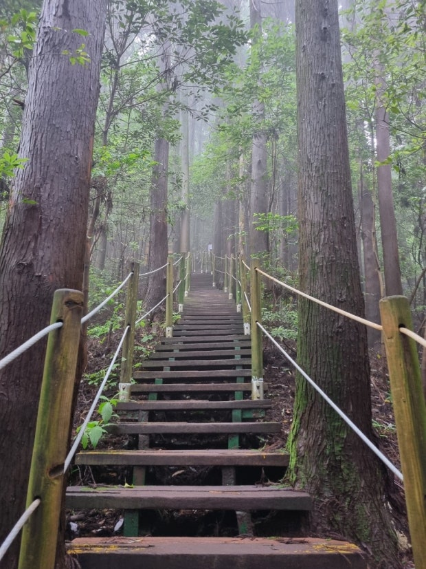 사려니숲길의 빛 내림 장소