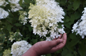 신안 도초도 수국축제