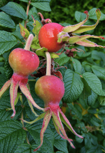 빨간 로즈힙 열매