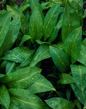 봄의 인삼 냉이: 간 해독과 피로 회복을 돕는 단백질&middot;무기질의 놀라운 효능