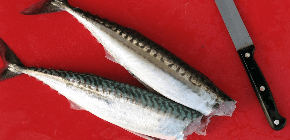 고등어 효능과 관련된 고등어와 생선 사진 - 8