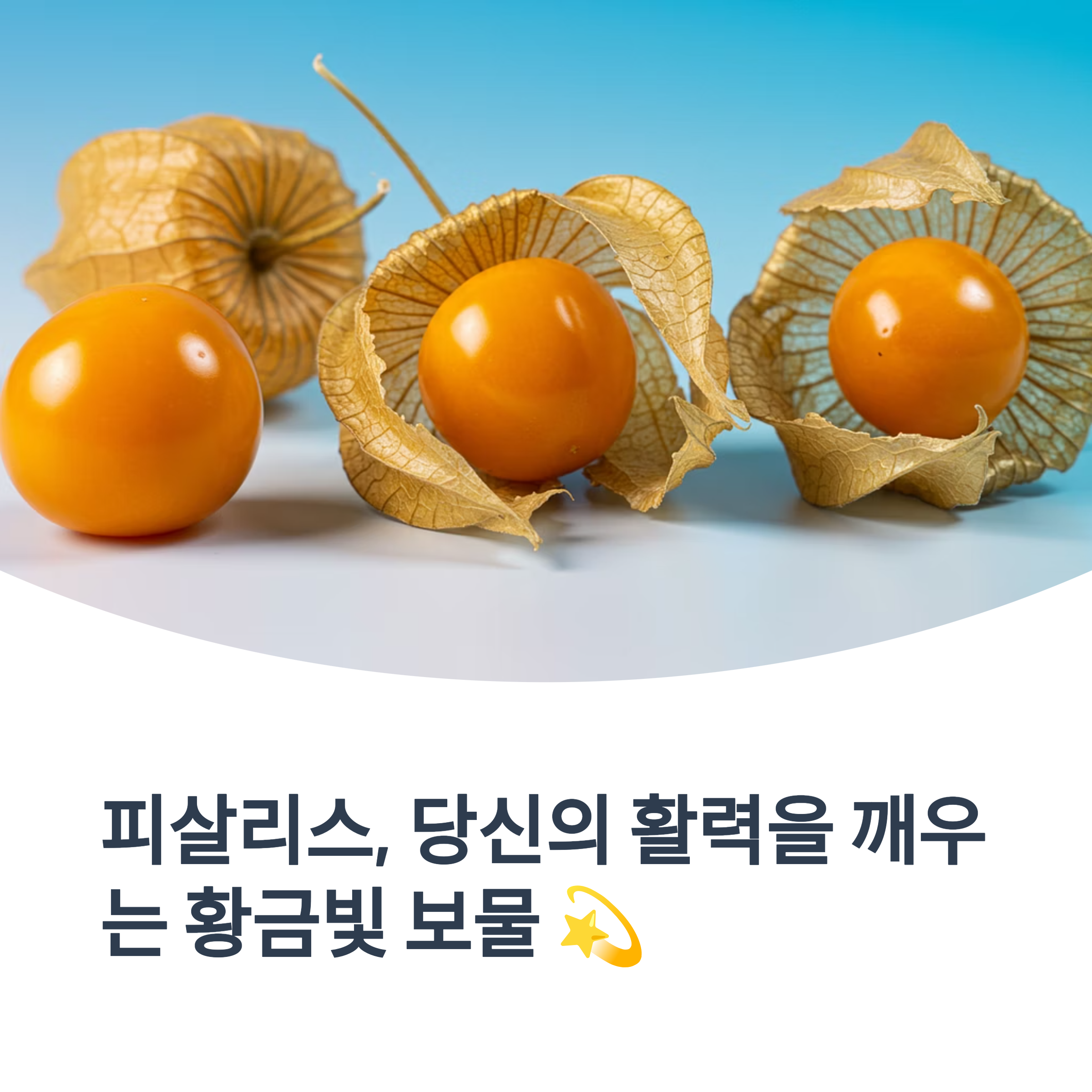 피살리스 놀라운 효능 새콤달콤한 매력에 빠지다