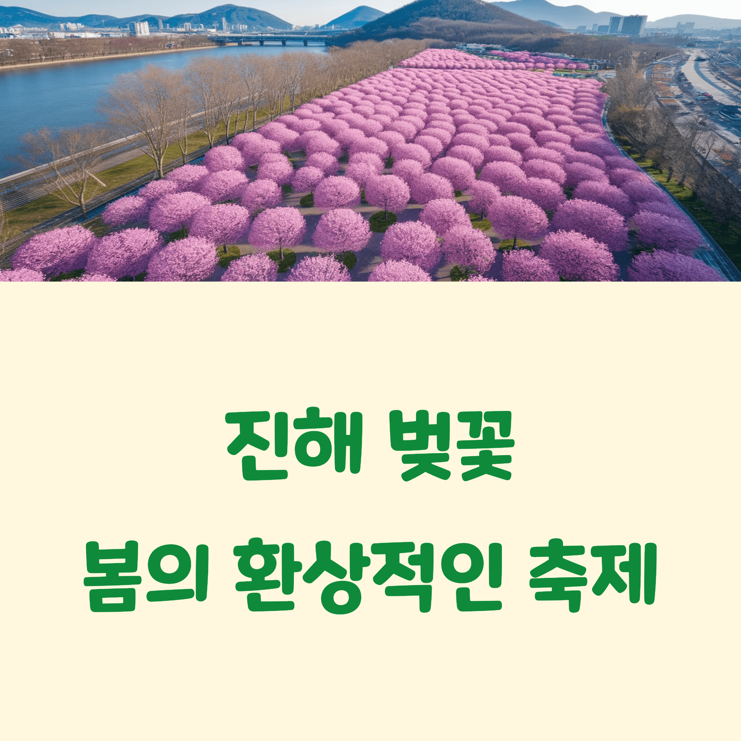 진해 벚꽃