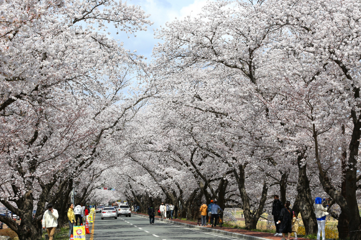 경주-보문단지-벚꽃