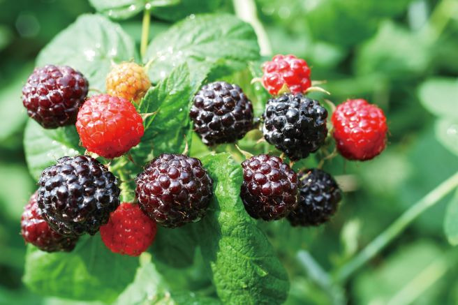 여성갱년기영양제