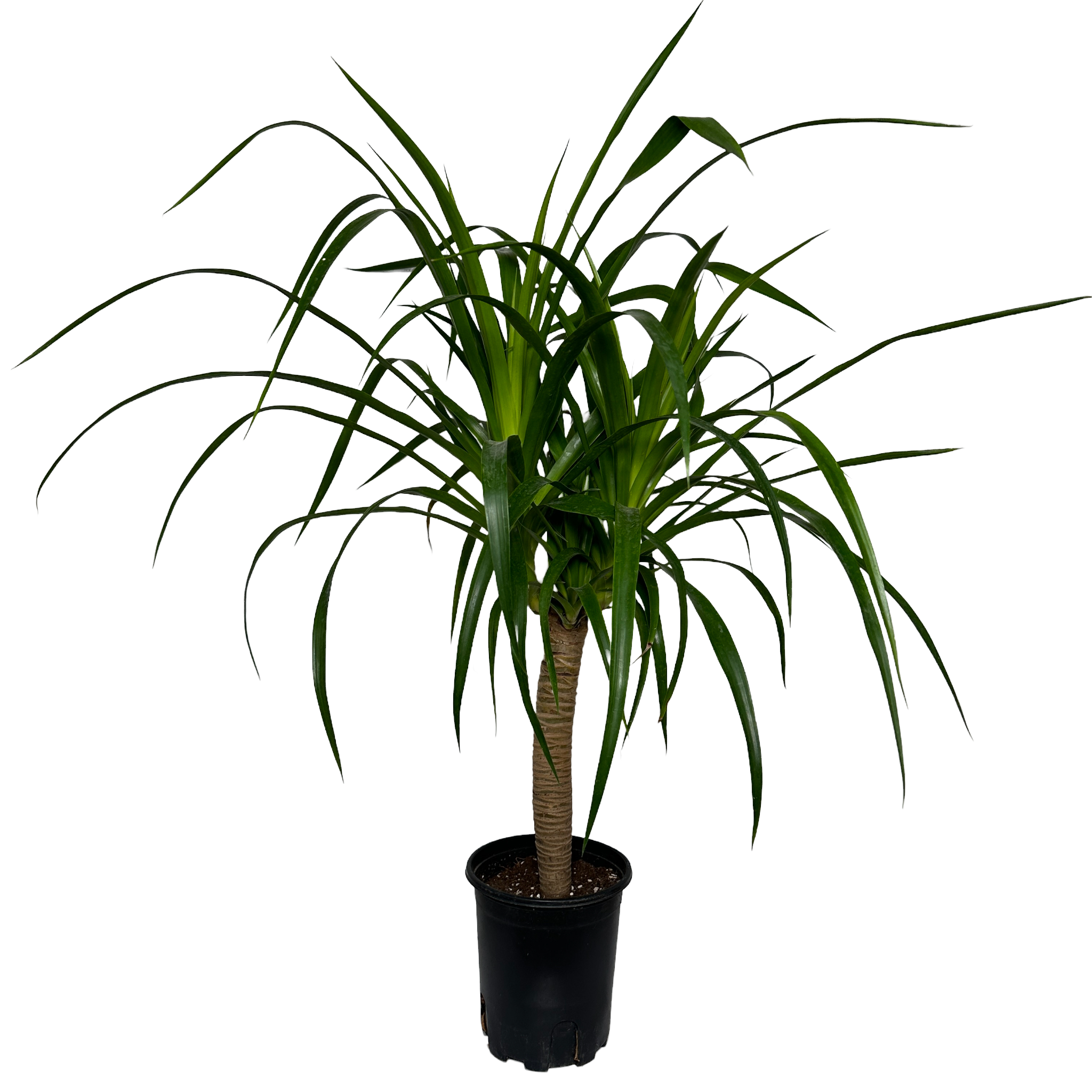 키우기쉬운 실내 정화식물 드라코 키우는 법