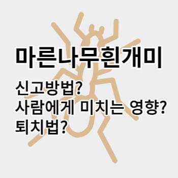 마른나무흰개미_썸네일