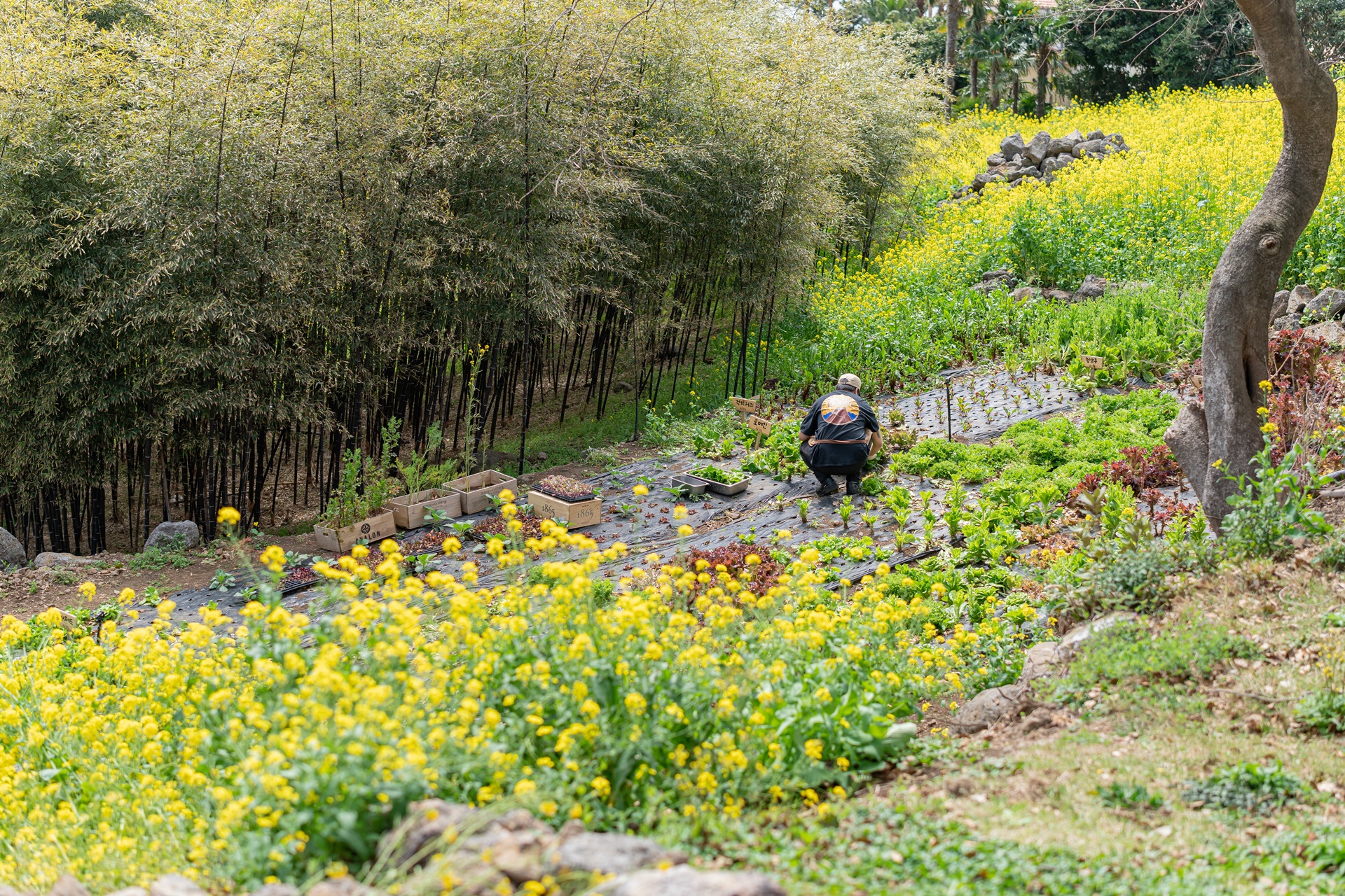 #JW메리어트제주리조트 #JW메리어트제주호텔 #TheFlyingHog #더플라잉호그 #제주레스토랑 #제주맛집 #제주여행 #제주요리 #제주호텔 #칵테일만들기