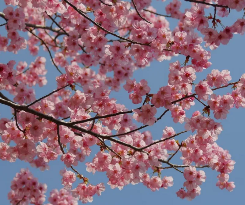  2024년 벚꽃 개화시기