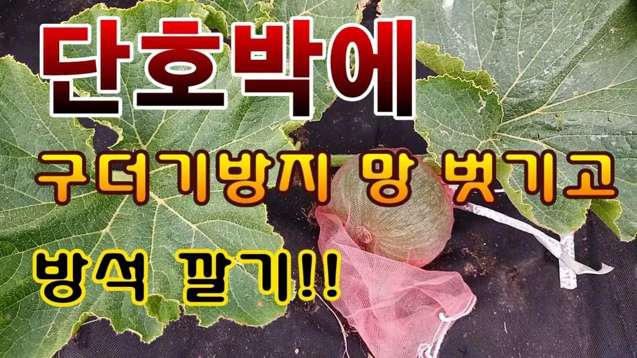 구더기 생기는 이유 방지 방법 정리_3