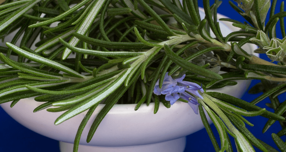 로즈마리 향신료 사진 - 7