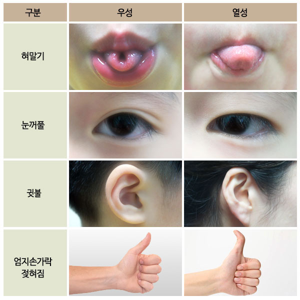 우성인자와열성인자