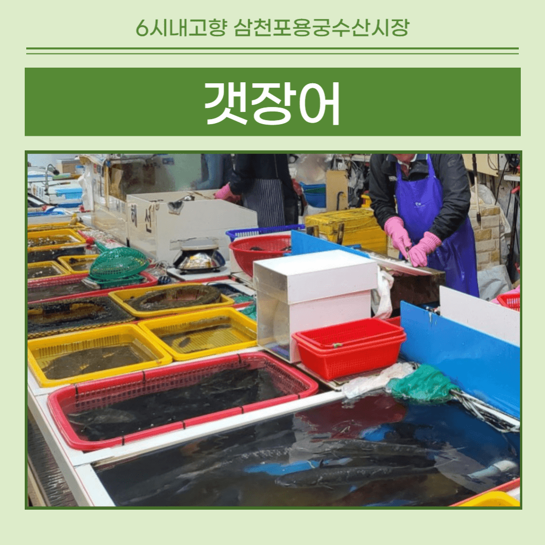 6시내고향 삼천포용궁수산시장 갯장어 썸네일
